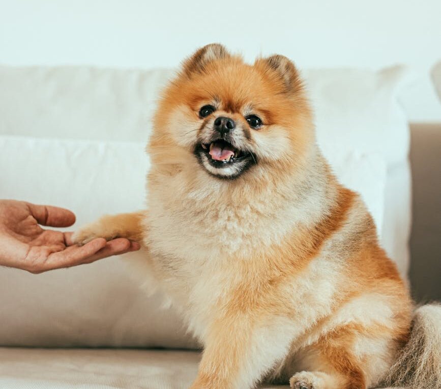Spitz alemão em treinamento