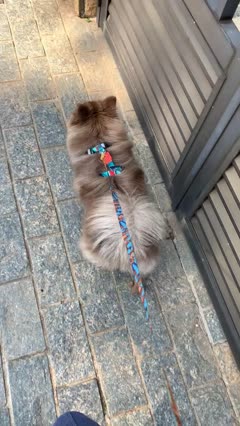 Woody no passeio com coleira peitoral e guia