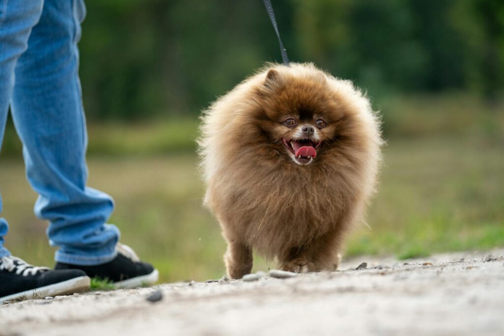 cão ativo
