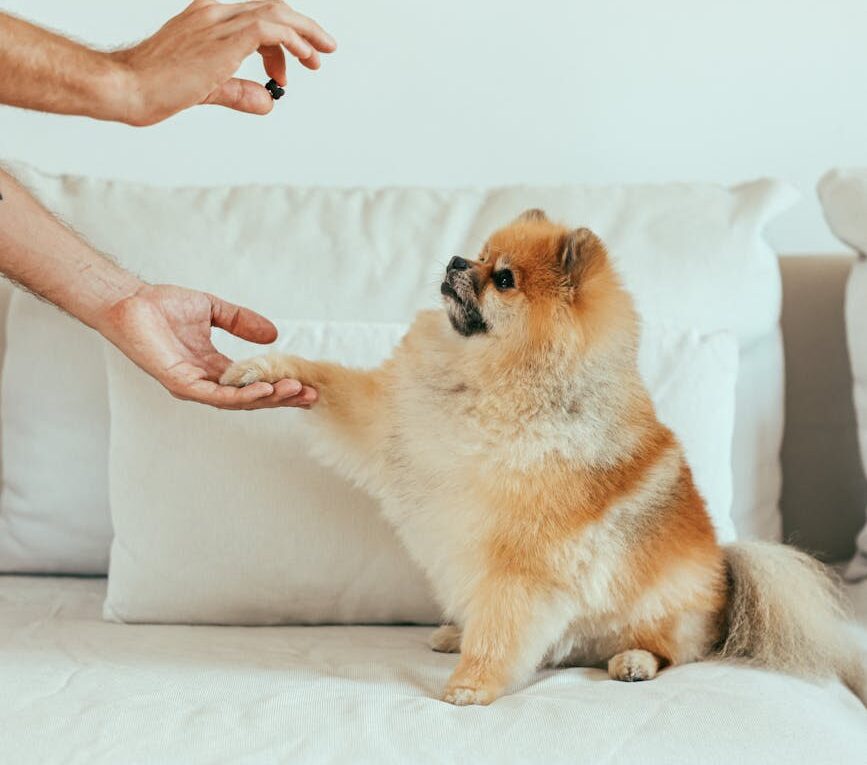 Spitz Alemão sendo em adestramento positivo com recompensas