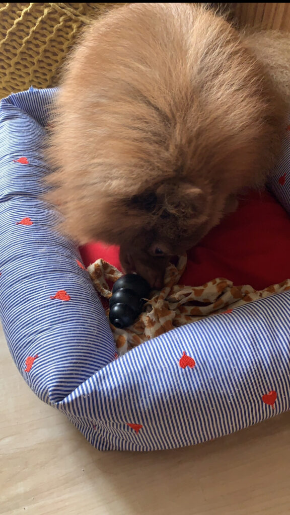 brinquedo para cães kong