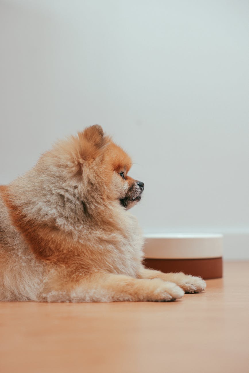 Melhor Ração para Spitz Alemão (Lulu da Pomerânia): Guia Completo 2026