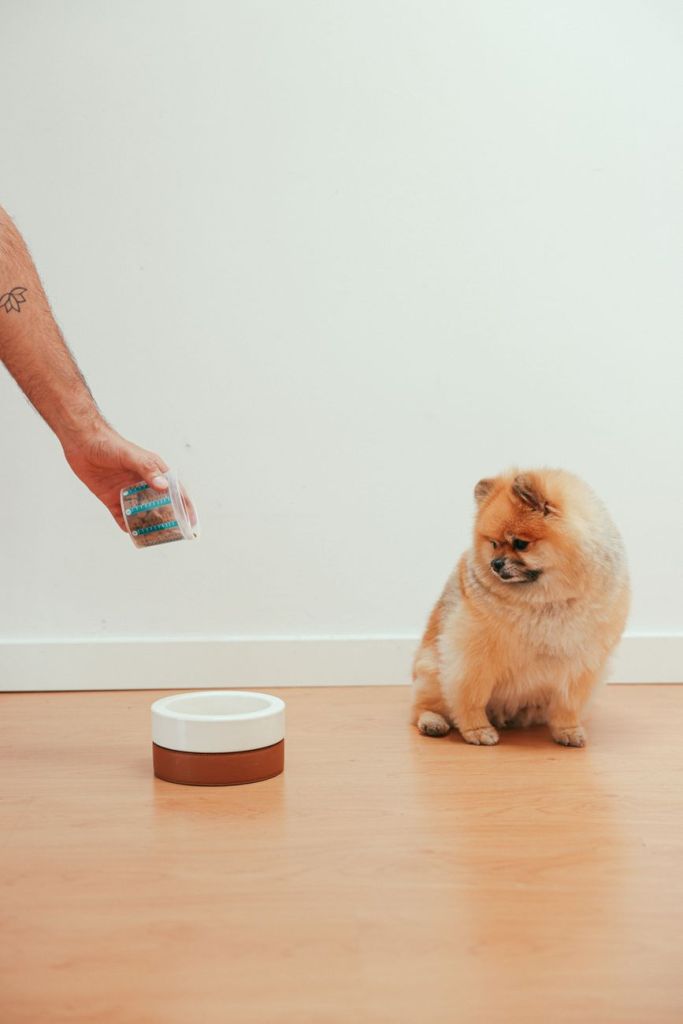 pessoa segurando comida de cachorro e oferecendo a um lulu da pomerânia
