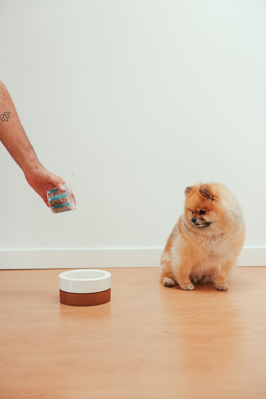 uma pessoa colocando comida para um lulu da pomerânia