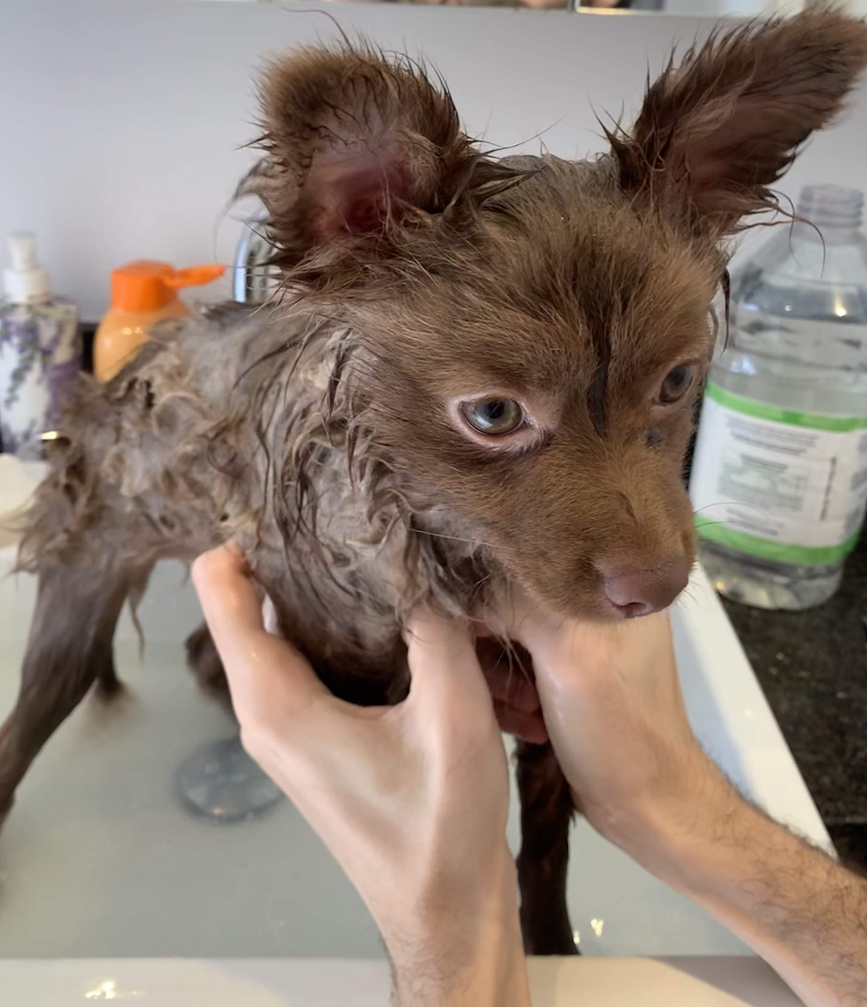 Kit Completo de Banho para Lulu da Pomerânia em Casa: Tudo que Você Precisa (2026)