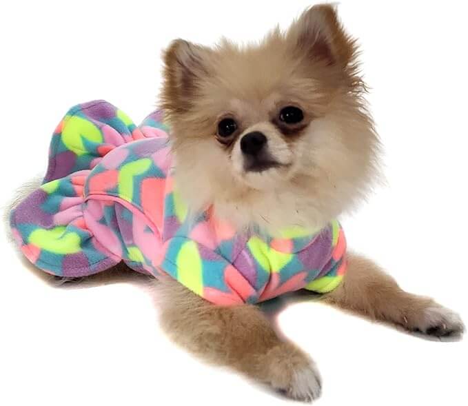Spitz alemão fêmea filhote com uma roupinha colorida do tipo vestido