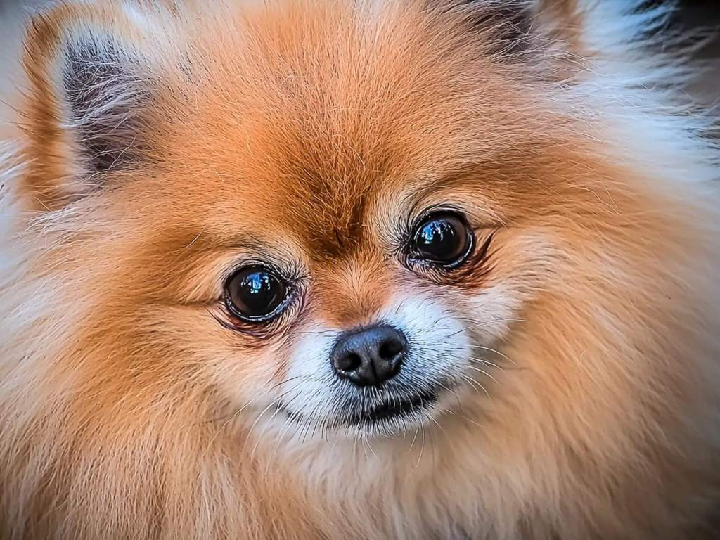 Spitz Alemão com secreção abaixo dos olhos