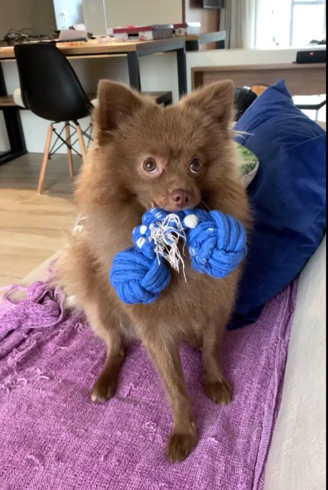 Top 5 Melhores Brinquedos para o Spitz Alemão: Produtos Testados e Aprovados