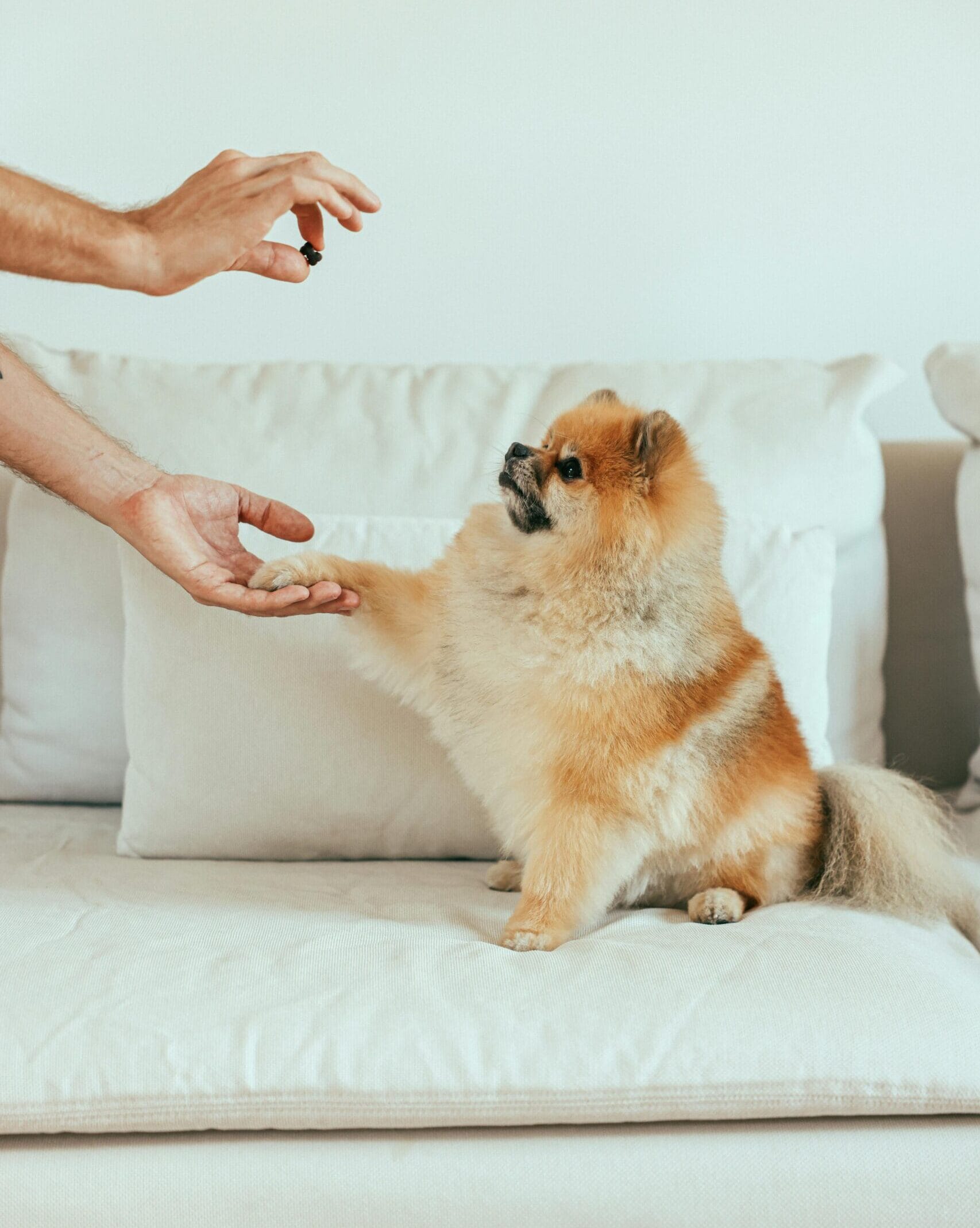 Adestramento filhote de Spitz Alemão