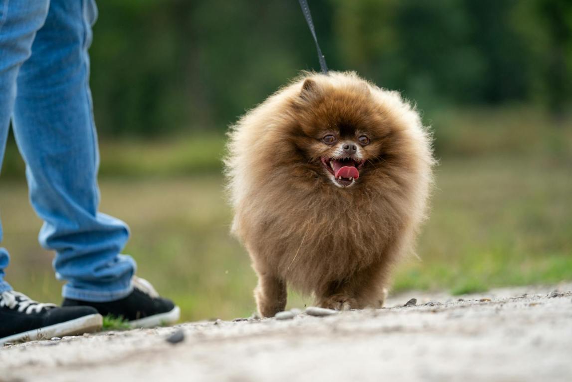 Spitz Alemão marrom passeando com seu tutor