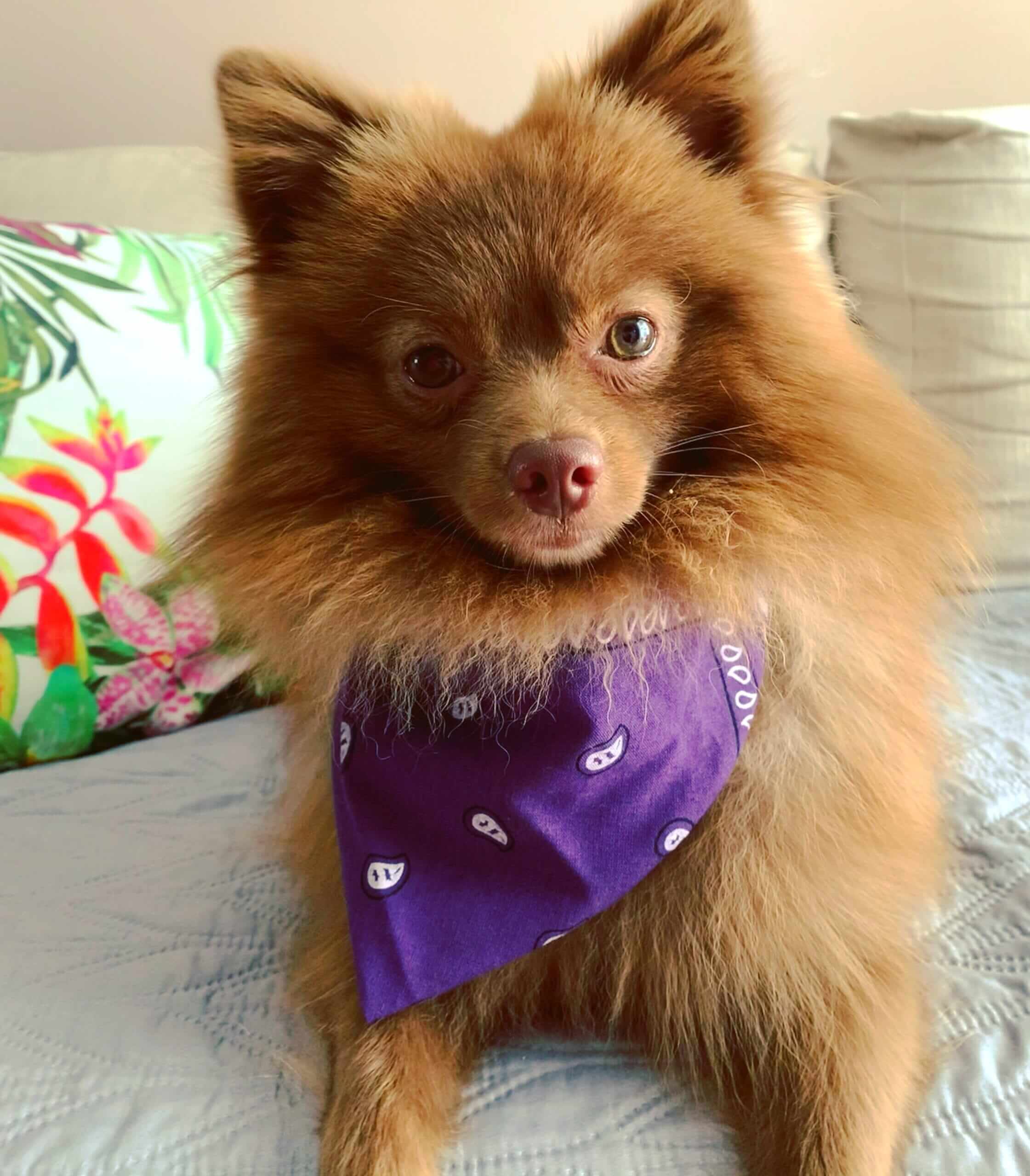 🏠 Spitz Alemão Se Dá Bem em Apartamento? Descubra o Que Ninguém Te Conta