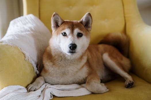 A cute Shiba Inu resting on a comfortable yellow armchair, indoors.