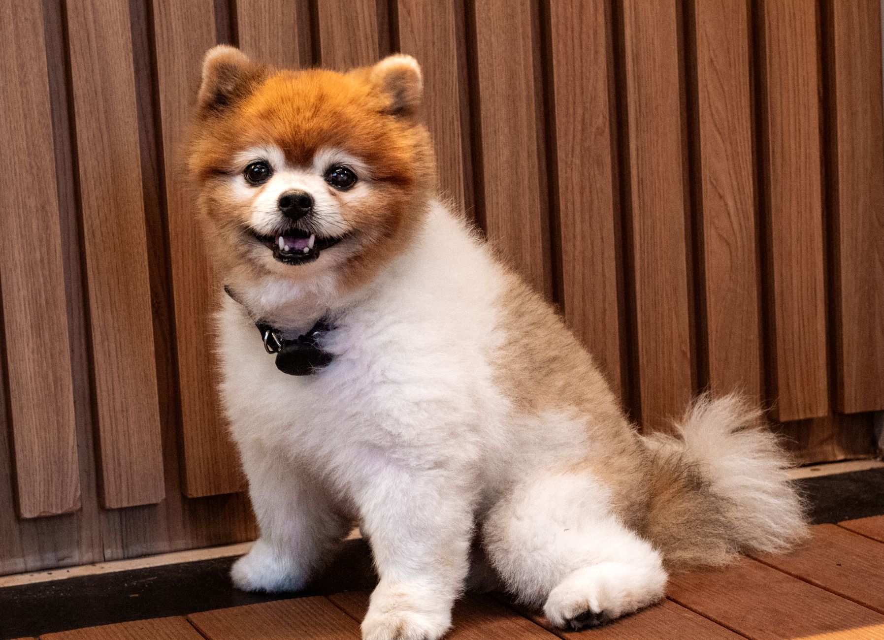 Spitz Alemão usando coleira no pescoço. Melhores peitorais para lulu da pomerânia (spitz alemão)