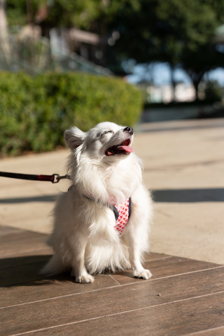 a white long coated dog in leash