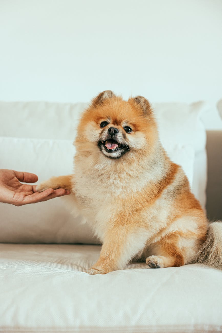 Spitz Alemão dando a patinha para o dono