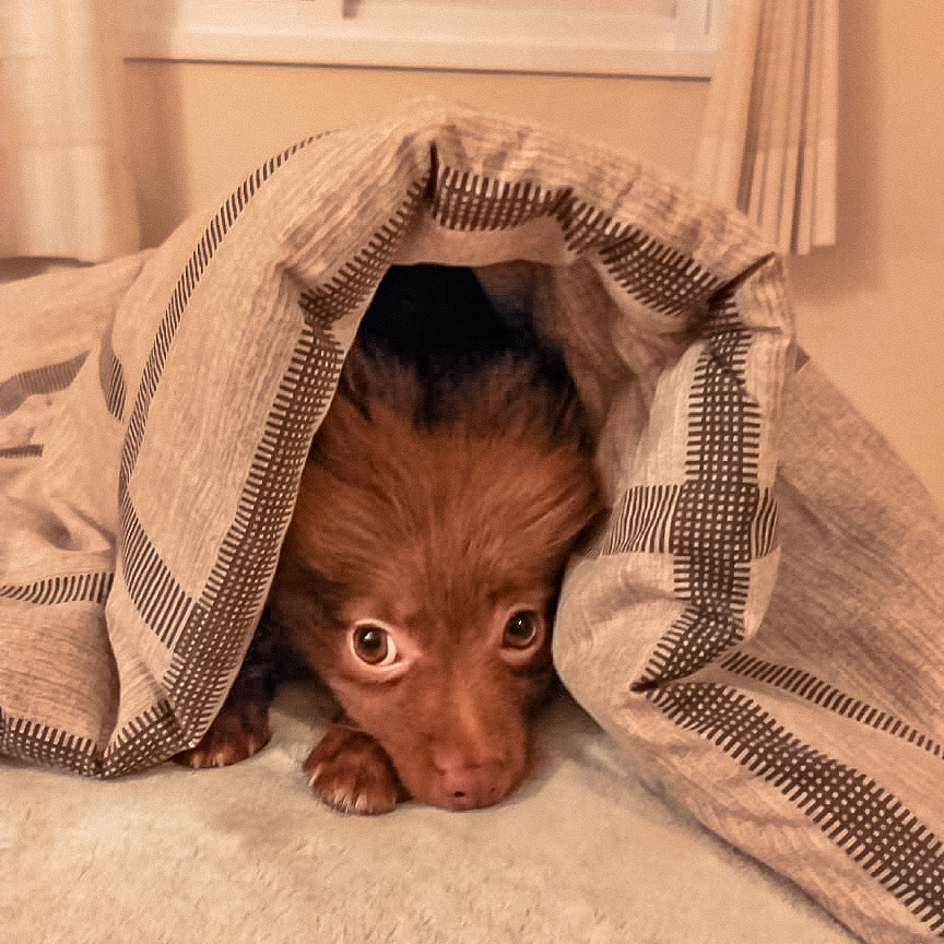 Lulu da pomerânia embaixo do cobertor