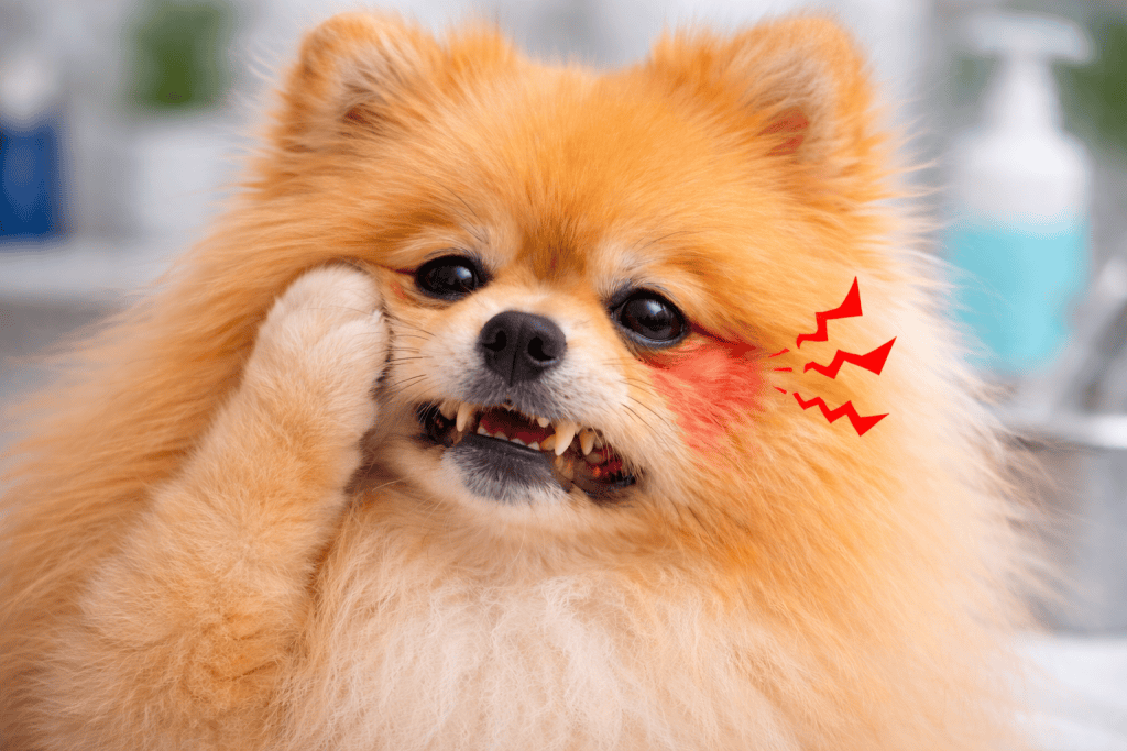 Spitz Alemão com dor de dente