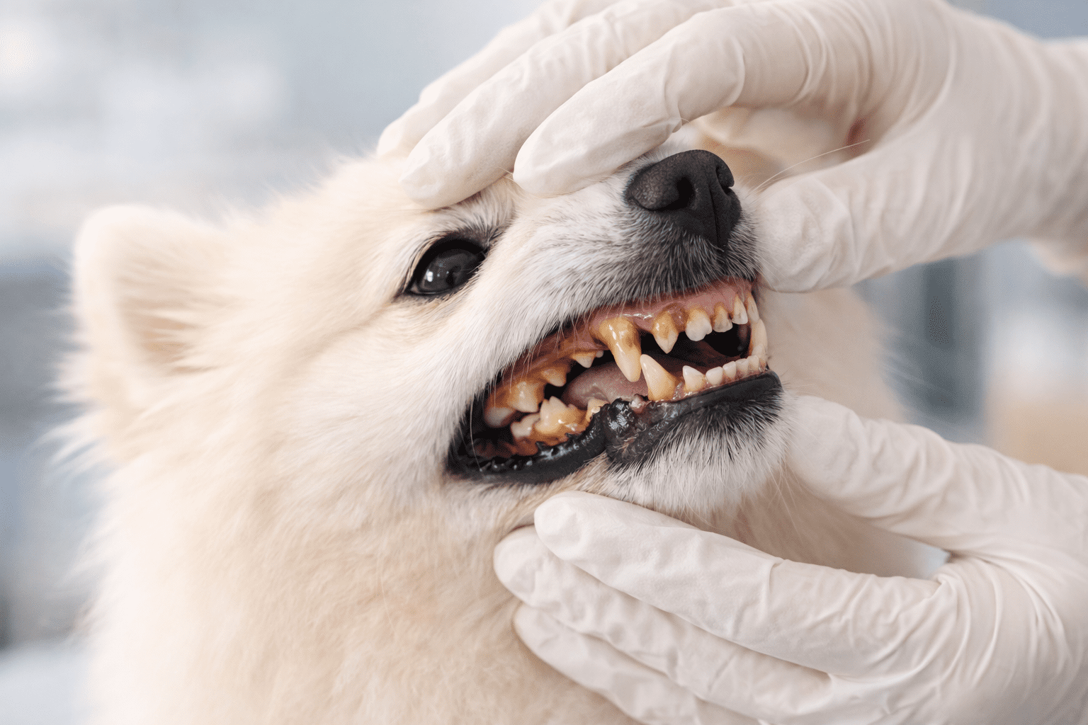 Veterinário examinando os dentes de um spitz alemão