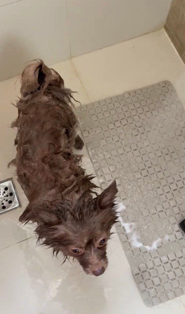 Woody com o pelo molhado tomando banho. Melhor shampoo para spitz alemão