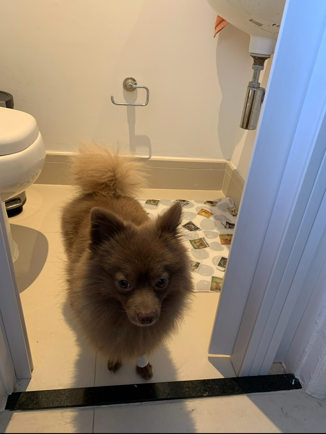Top 5 Melhores Tapetes Higiênicos para Lulu da Pomerânia (e Cães de Pequeno Porte) em 2026