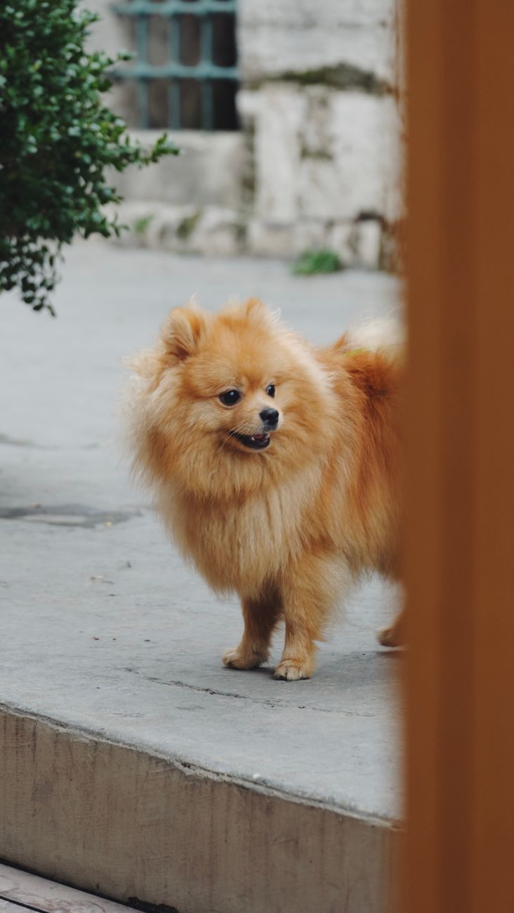 Lulu da Pomerânia na calçada.