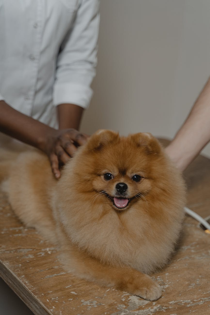 people holding a pomeranian dog