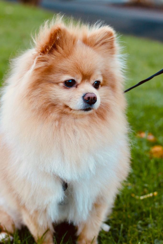 Lulu da Pomerânia com a coleira em um parque