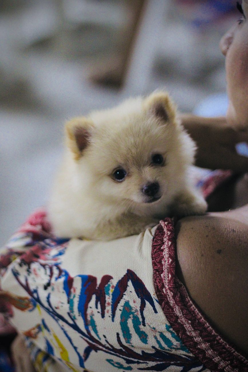 Pequeno Lulu da Pomerânia olhando por cima dos ombros de uma pessoa