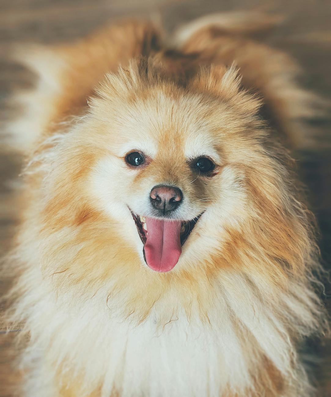 Lulu da pomerânia feliz