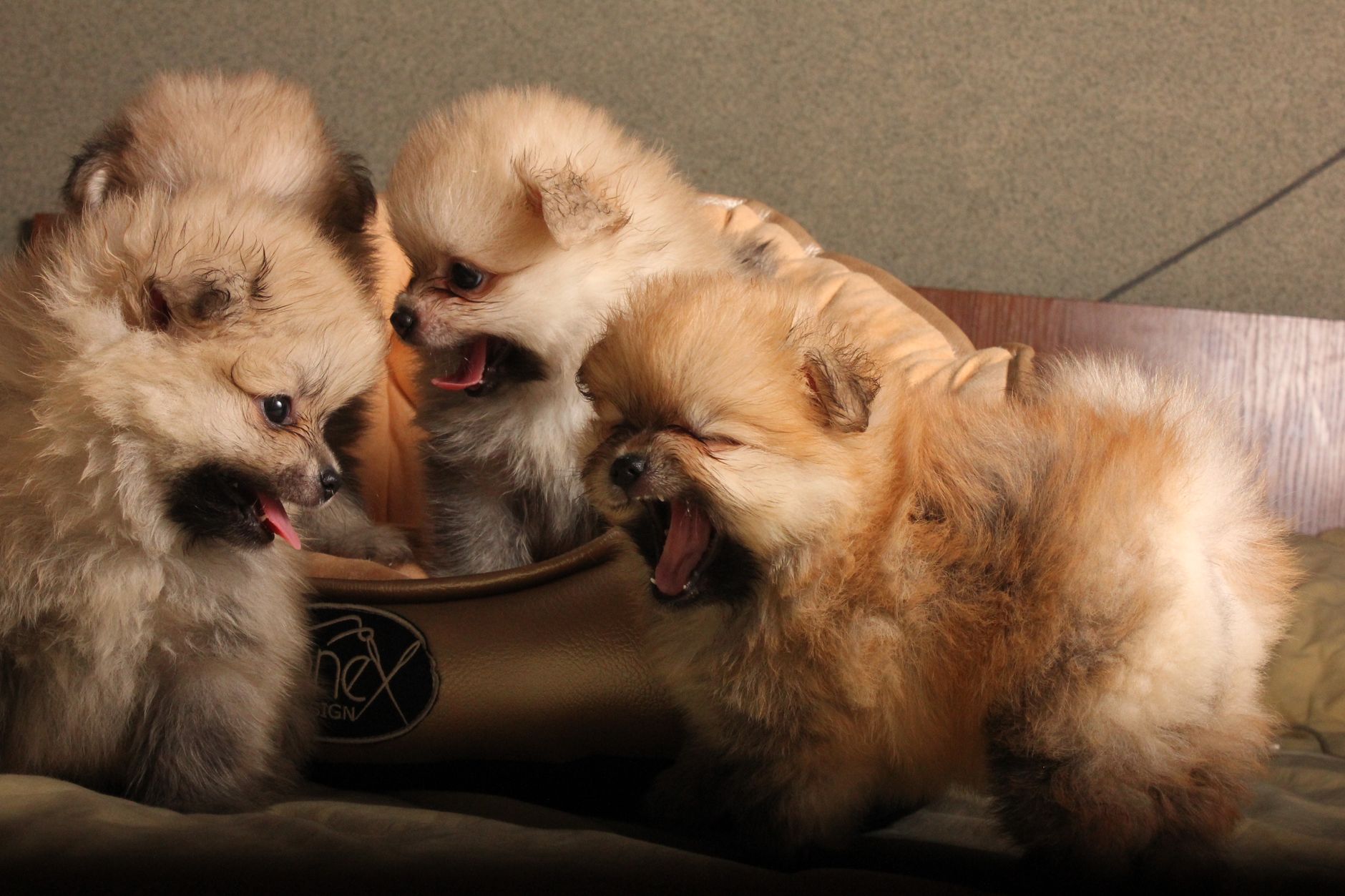 filhotes de lulu da pomerânia