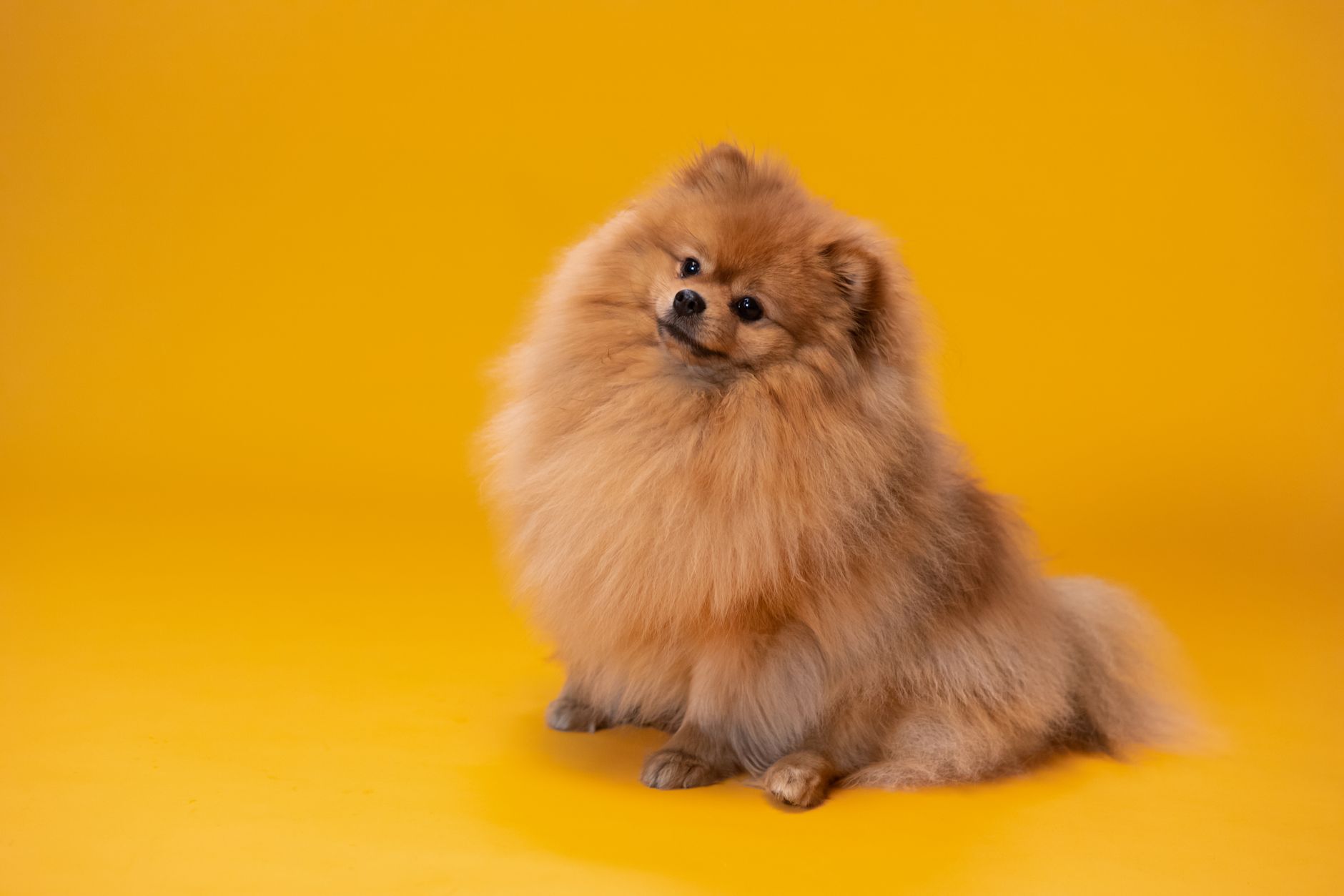 Lulu da Pomerânia Late Muito? Causas, Tipos de Latido e Como Controlar