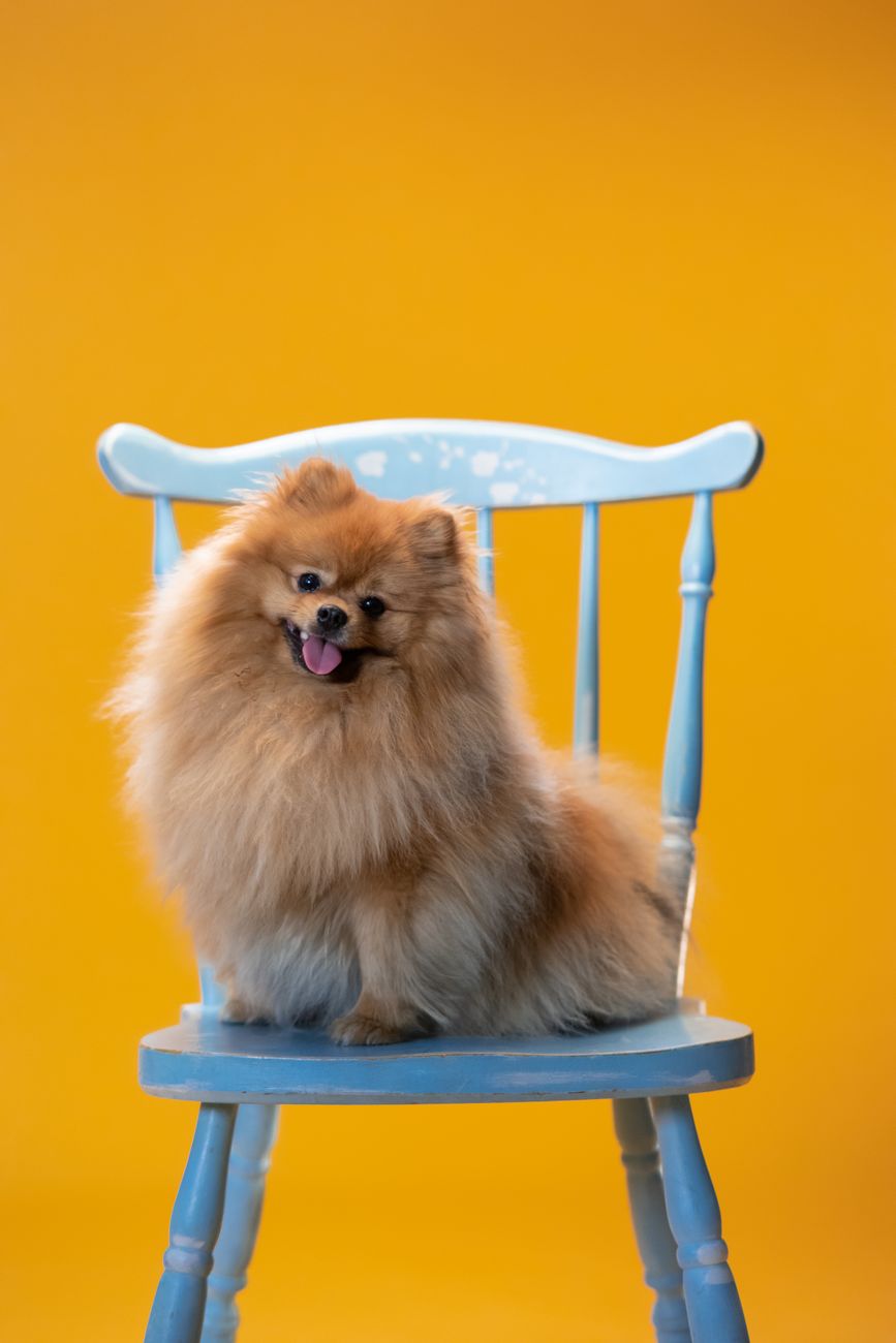 Lulu da Pomerânia sentado em uma cadeira