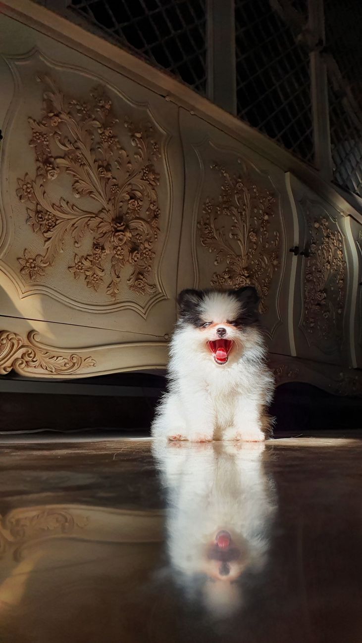 filhote de lulu da pomerânia