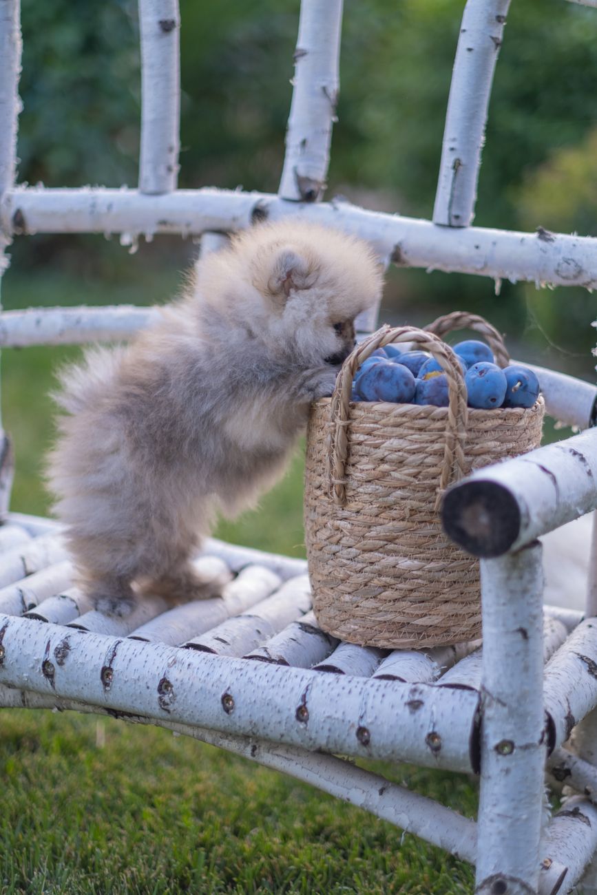 Filhote de Lulu da pomerânia curioso