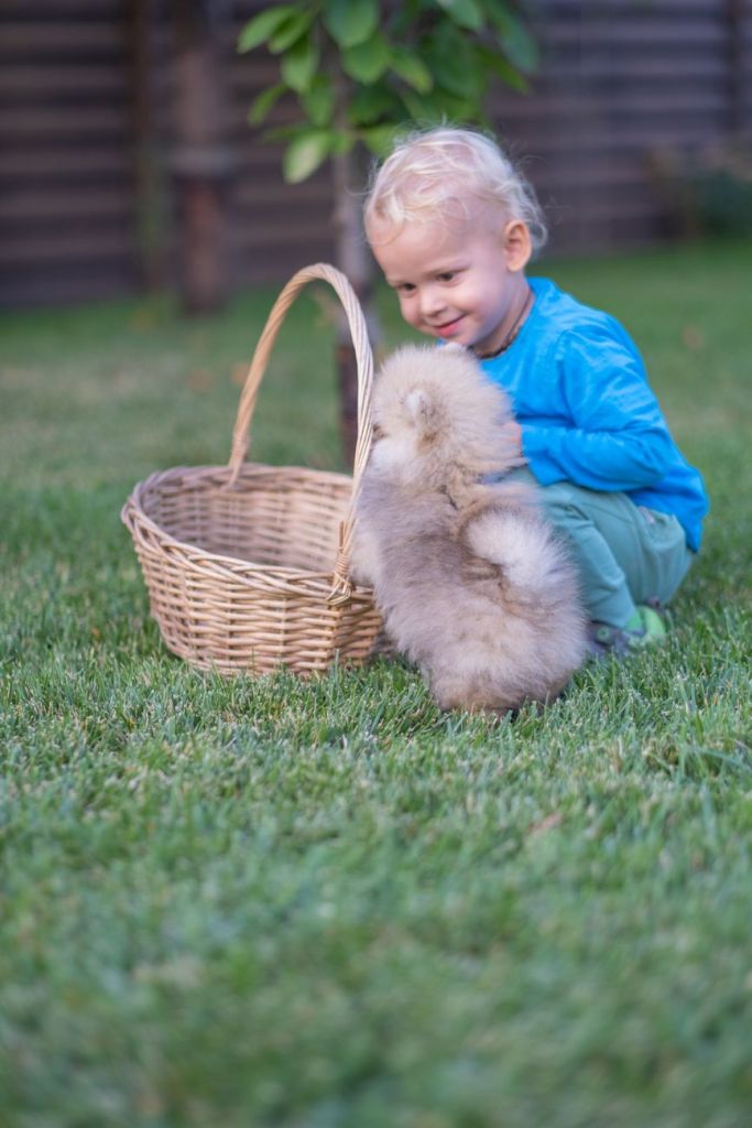 criança e Lulu da Pomerânia interagindo