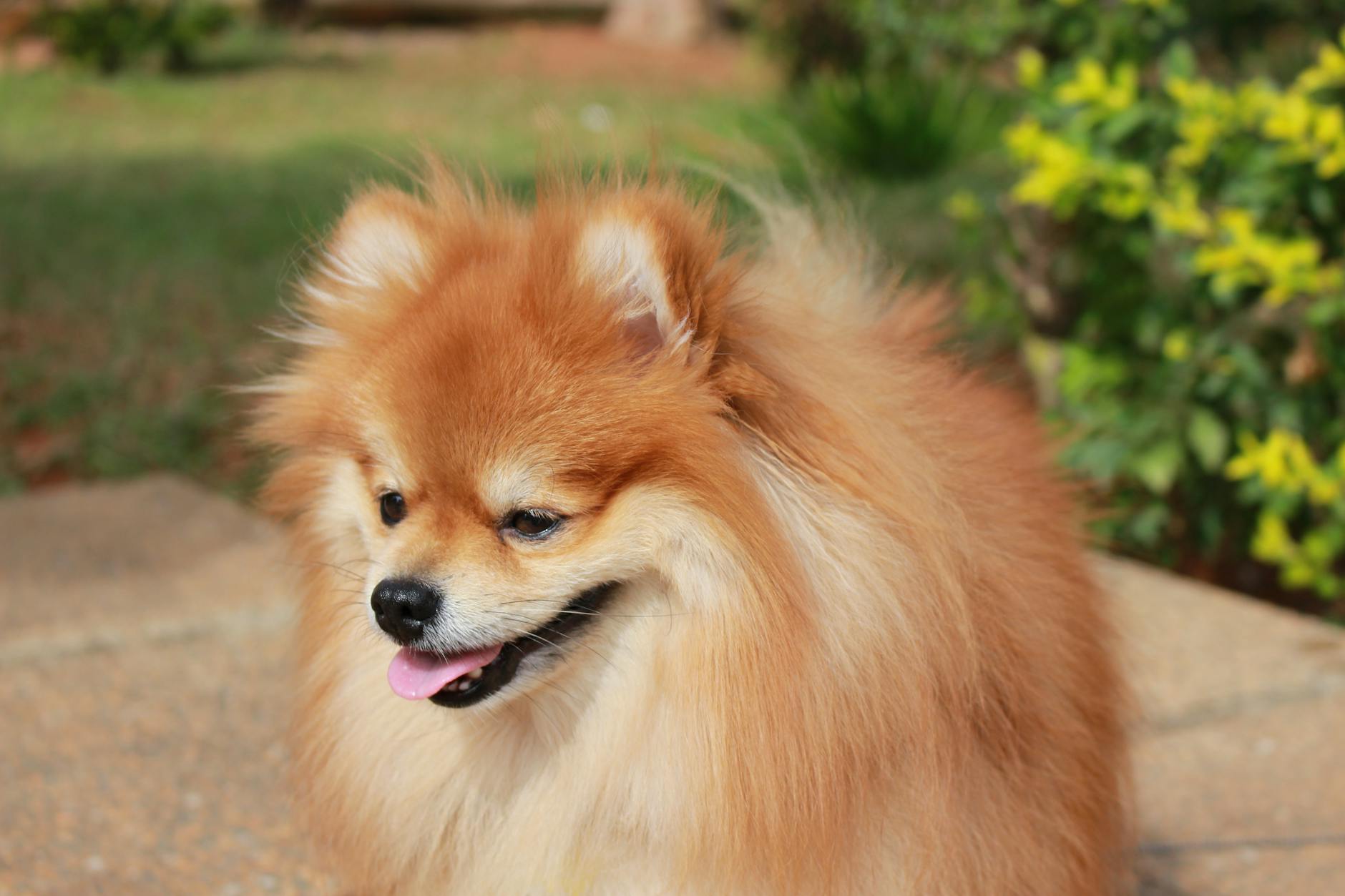 Lulu da Pomerânia laranja