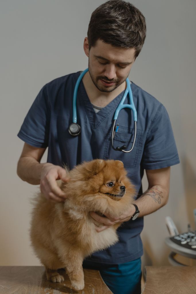 Médico veterinário examinando um lulu da pomerânia - problemas de pele no spitz alemão