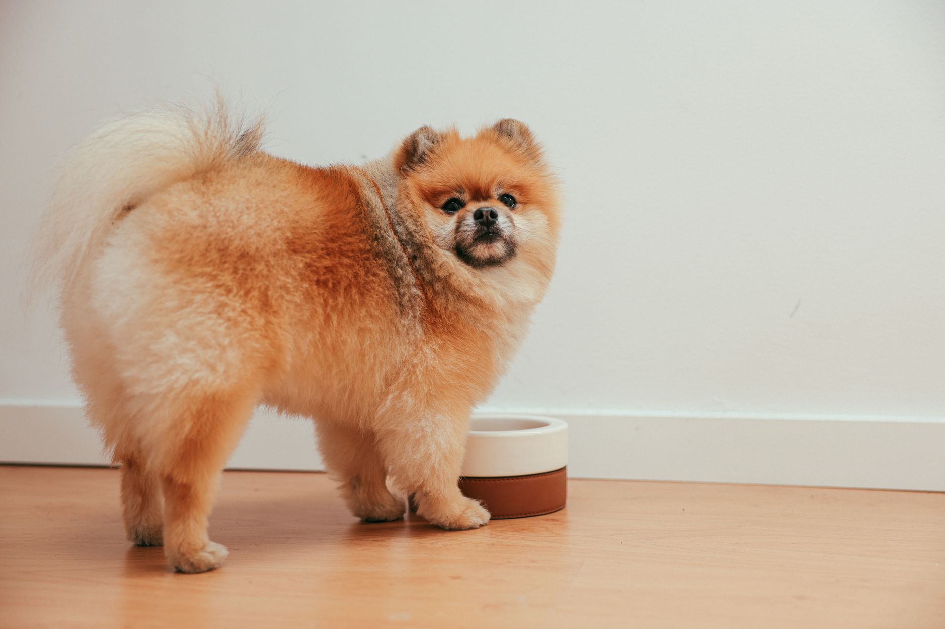 lulu da pomerânia e seu comedouro de cerâmica