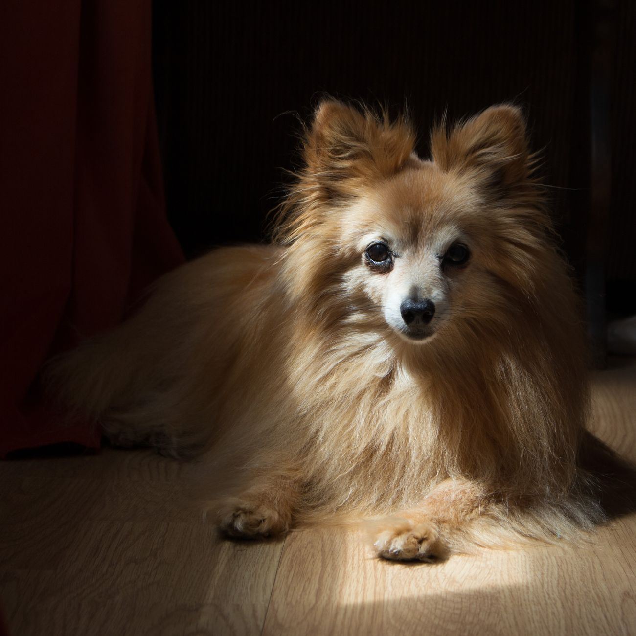 Lulu da pomerânia idoso