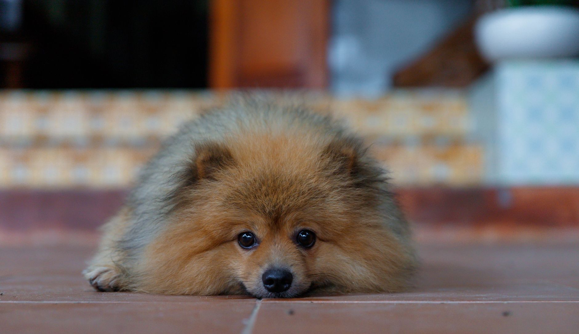 pomeranian dog lying down on floor