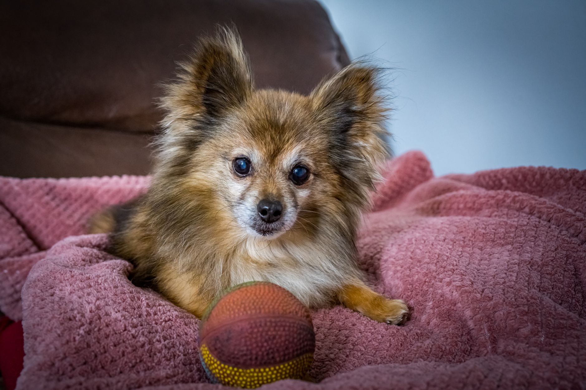 Lulu da Pomerânia idoso