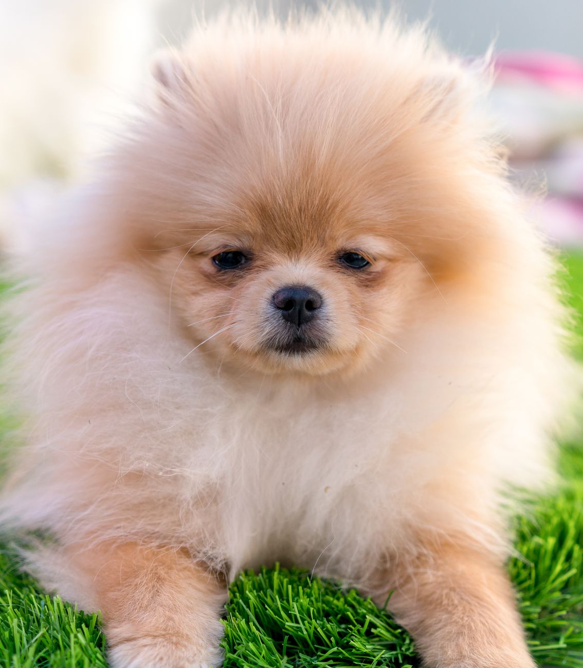 Lulu da Pomerânia Engorda? O Que Pode Dar Errado na Alimentação (Guia 2026)