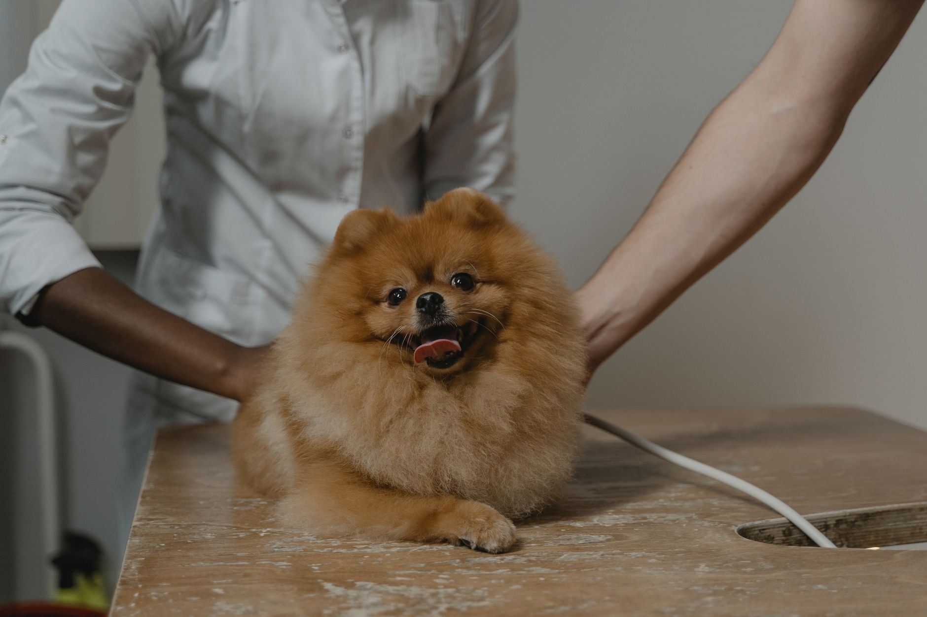photo of a dog on the table
