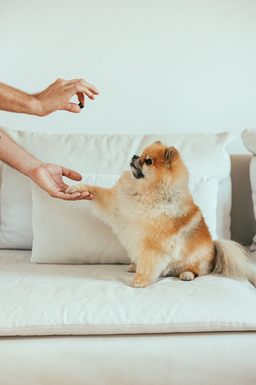 Melhores Petiscos para Lulu da Pomerânia: Guia Completo 2026 (com os 6 Melhores Tipos)