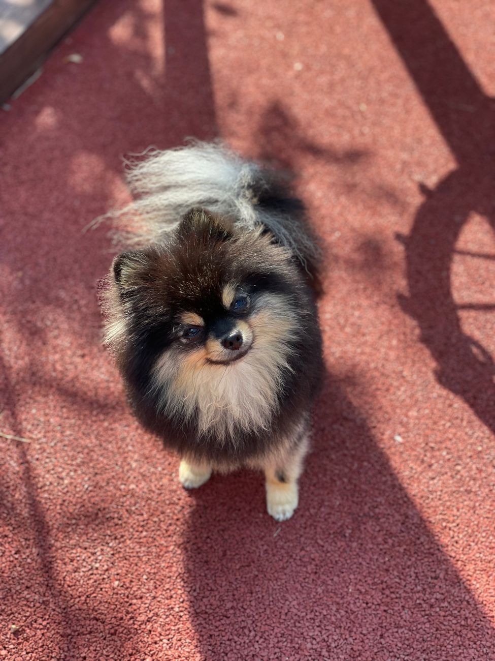Melhor GPS e Rastreador para o seu Lulu da Pomerânia e Spitz Alemão (Guia Completo 2026)