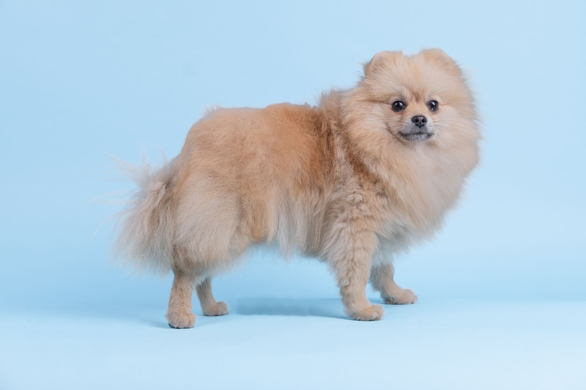 Lulu da pomerânia olhando para a câmera; Imagem do post: O Lulu da Pomerânia é ciumento?