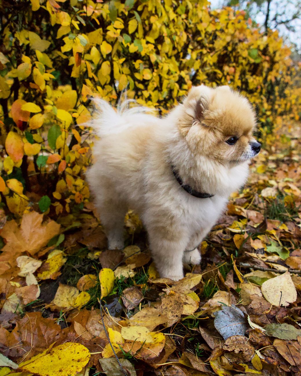 Lulu da pomerânia com coleira de identificação