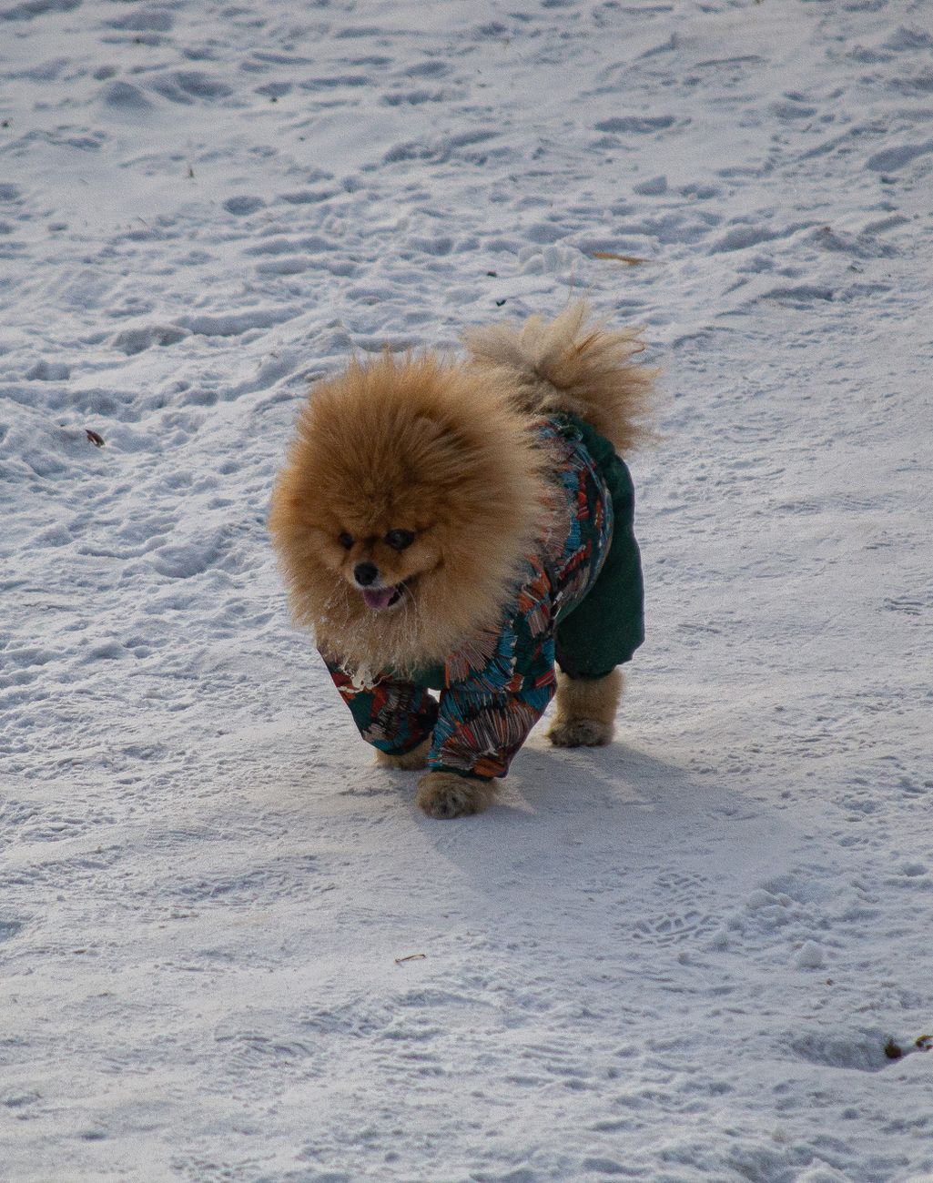 Lulu da pomerânia andando na neve, usando roupa de inverno
