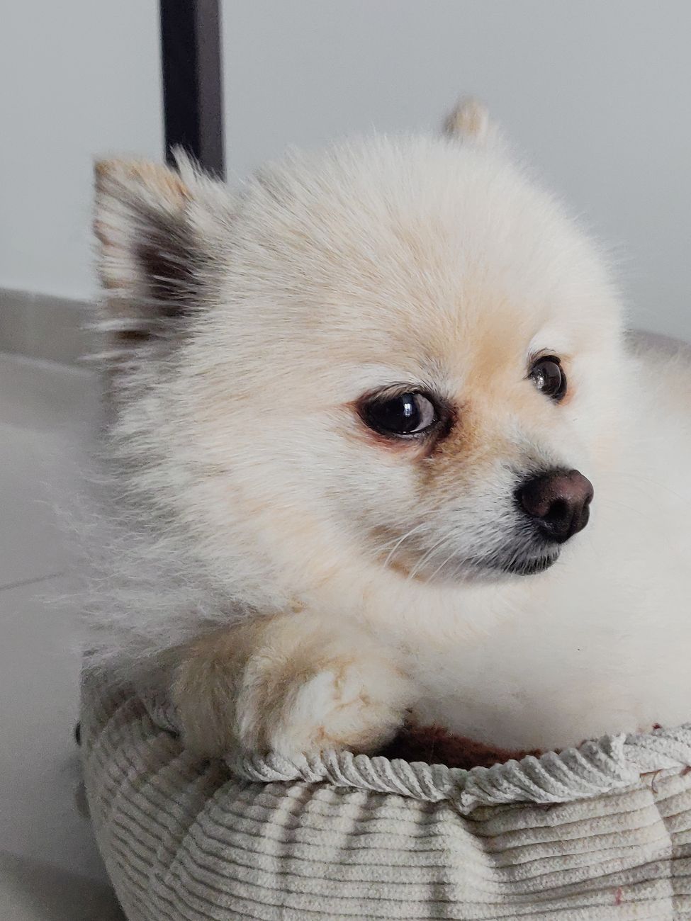Lulu da Pomerânia branco deitado na cama