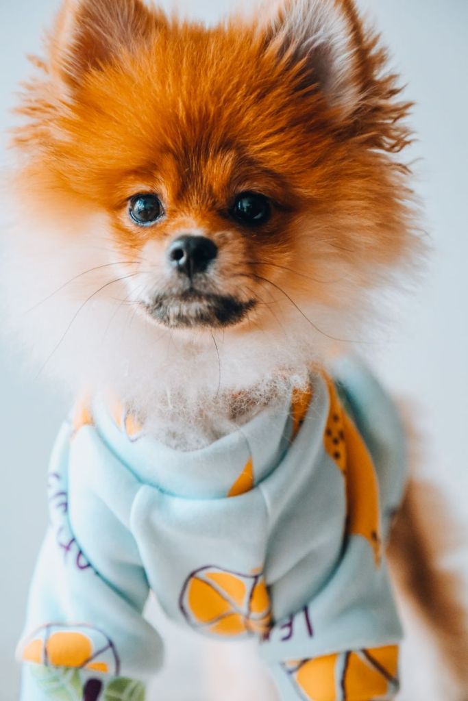 Lulu da Pomerânia com roupa em dia de frio: Imagem do post: cuidados essenciais para o Lulu da Pomerânia no frio